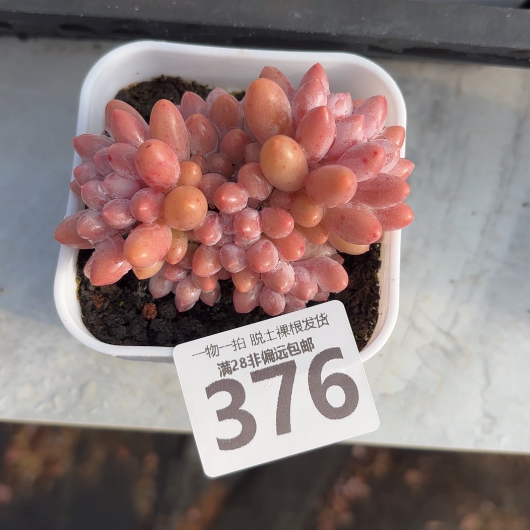 婴儿手指无盆土发货