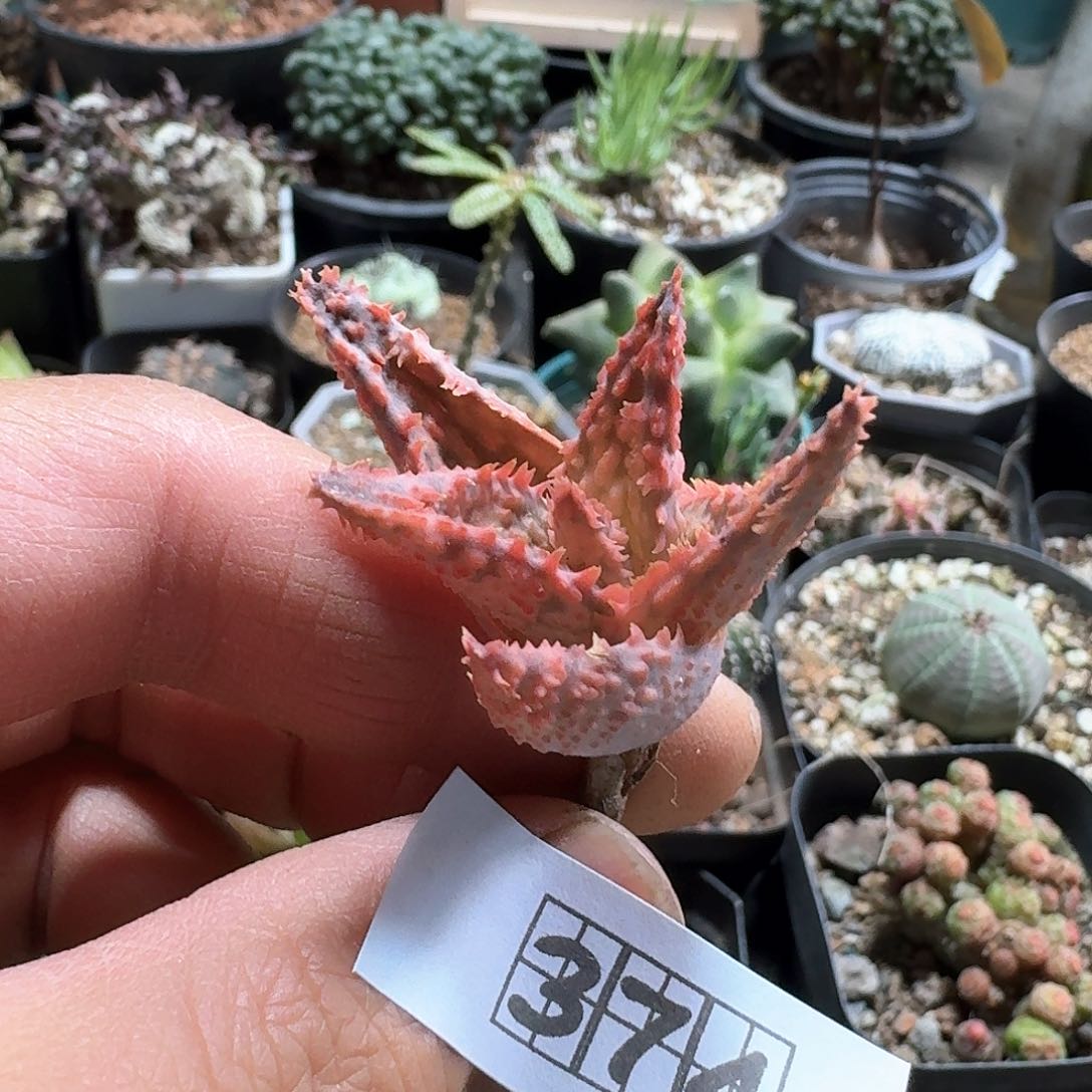 374园艺芦荟脱土发货