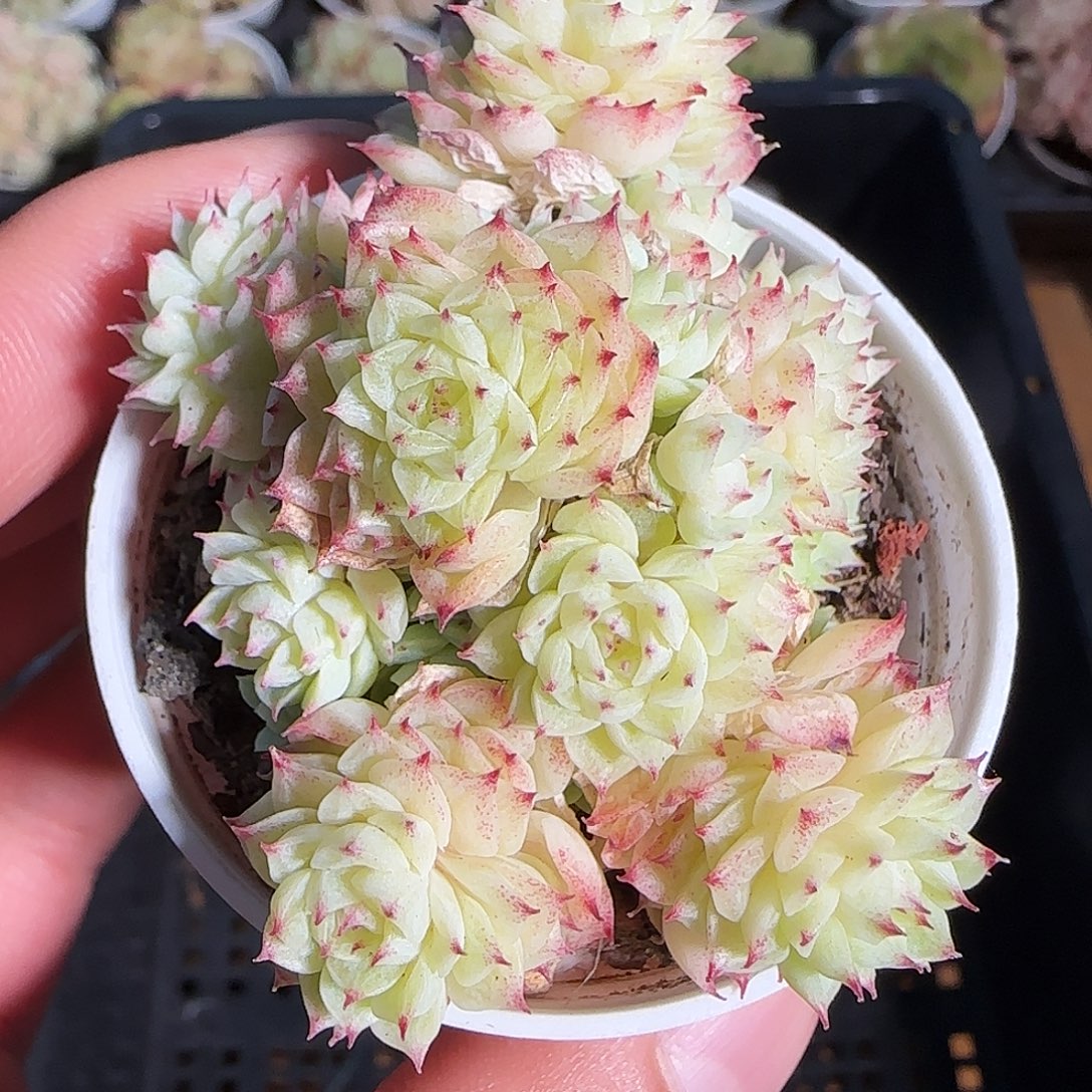 1120-------179麦秆群