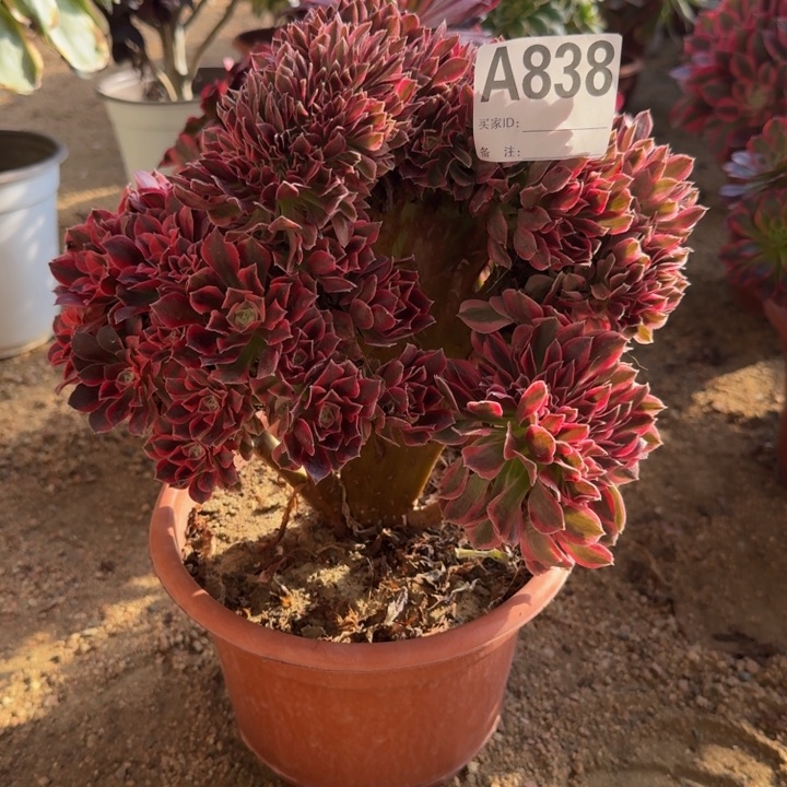 红陶粉女巫缀838