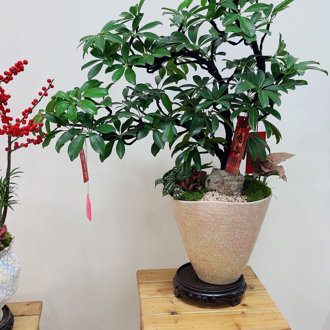 无花朵高端盆景一物一拍