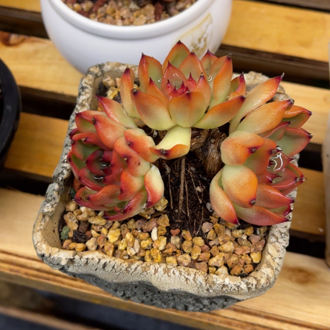 欣*373737373535353535