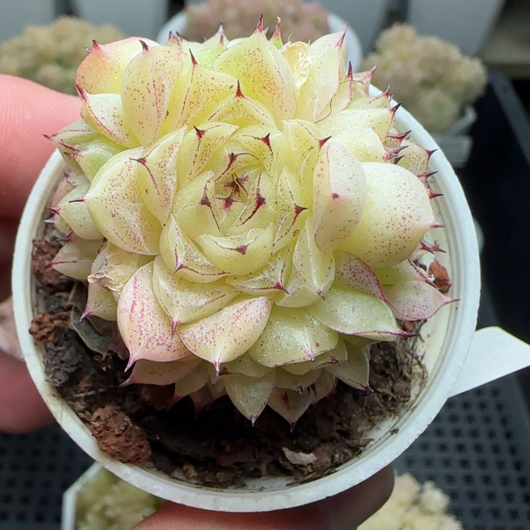 0204-241（小魔仙）