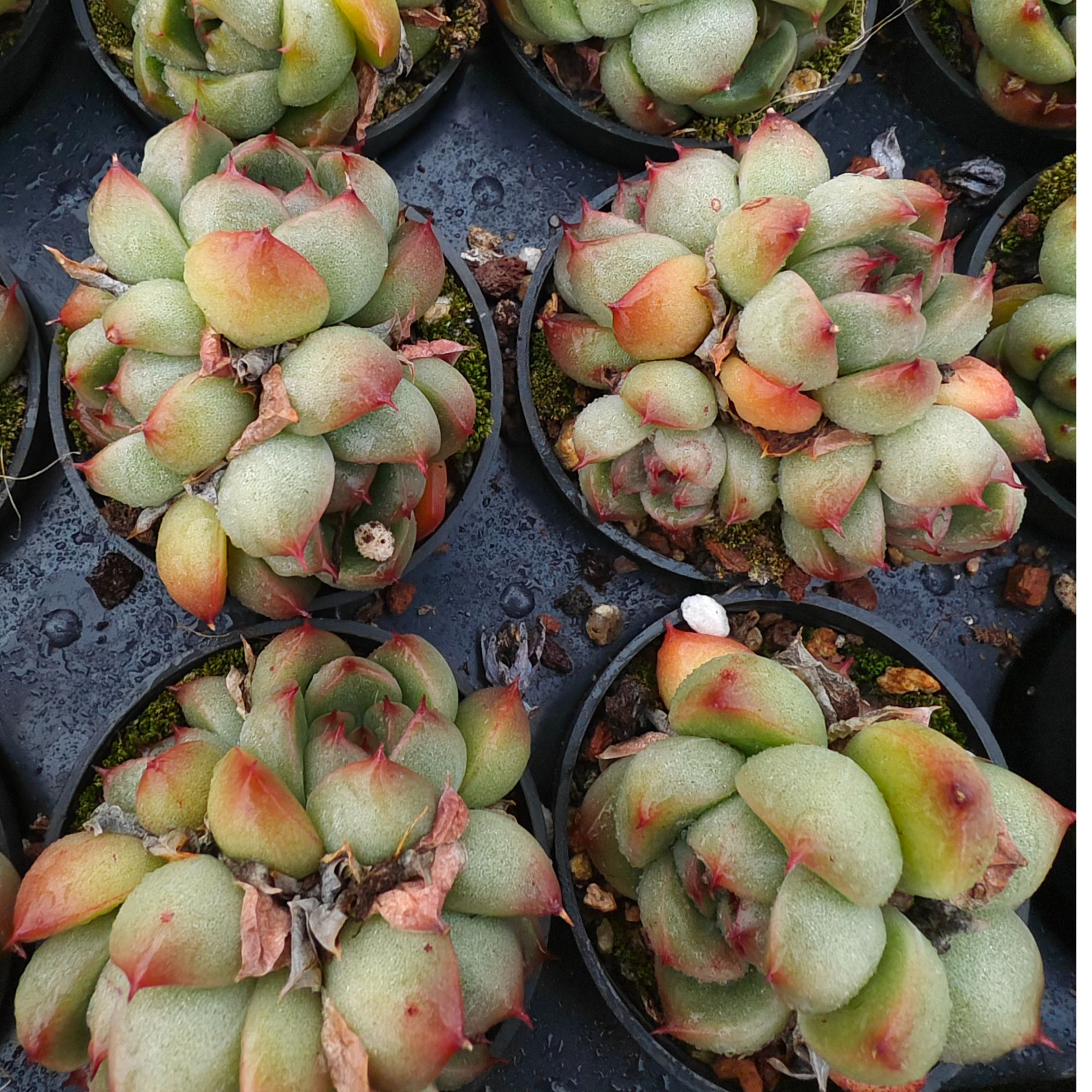 蓝水鬼精品多肉裸根上盆