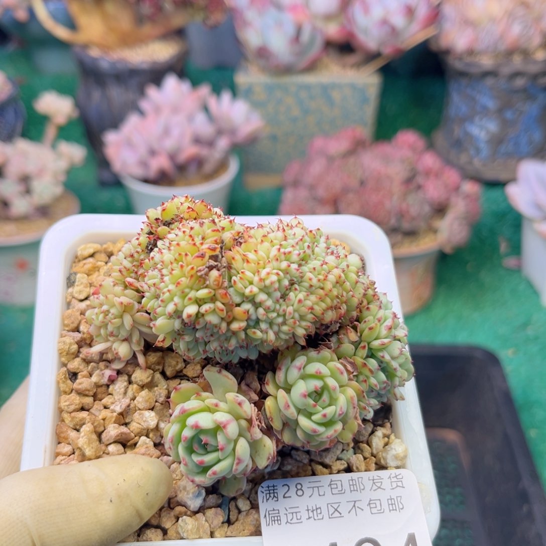 大1404，v zv x b v b b n