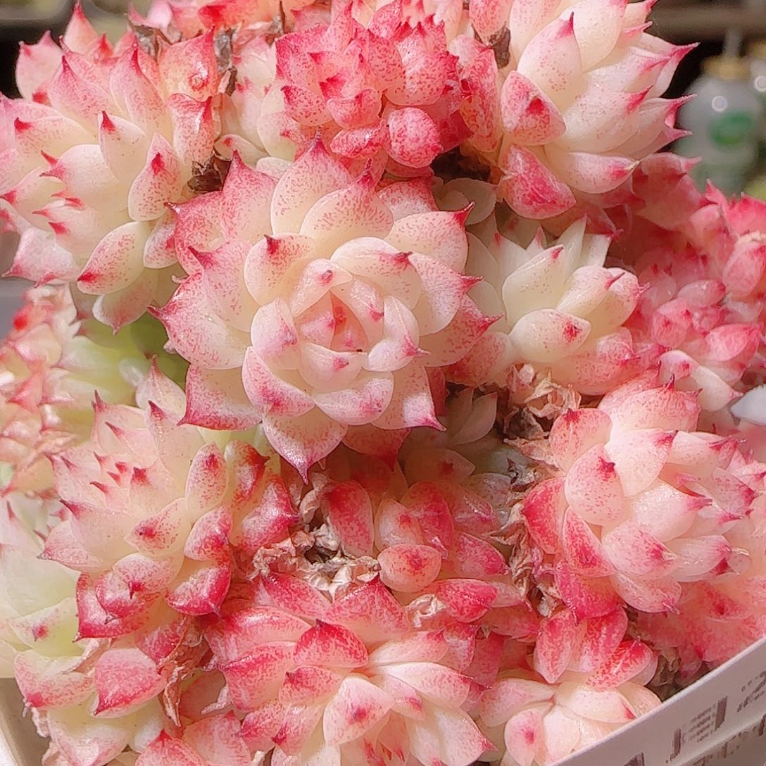 花语逸镜1128-45散