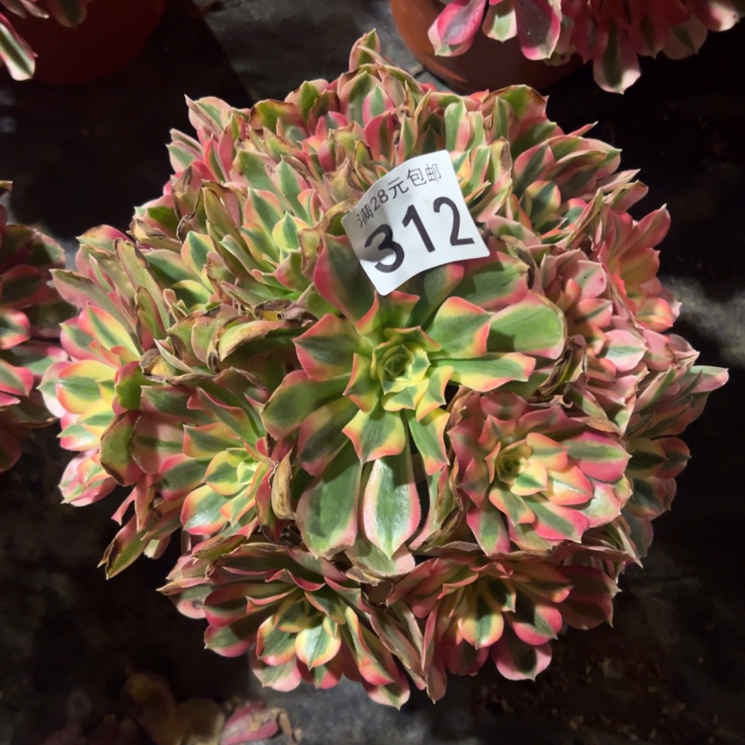 我是真的很喜欢这个