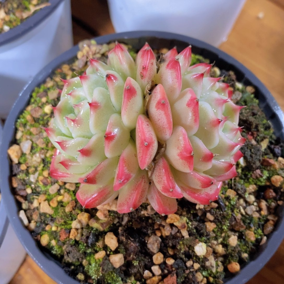 一物一拍多肉植物满38包邮多肉