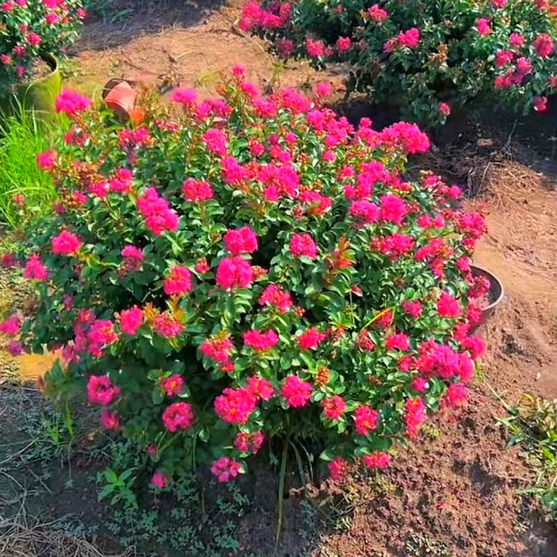 新品种红花紫薇球贵妃球紫薇庭院别墅盆栽美化植物南北方种植耐寒