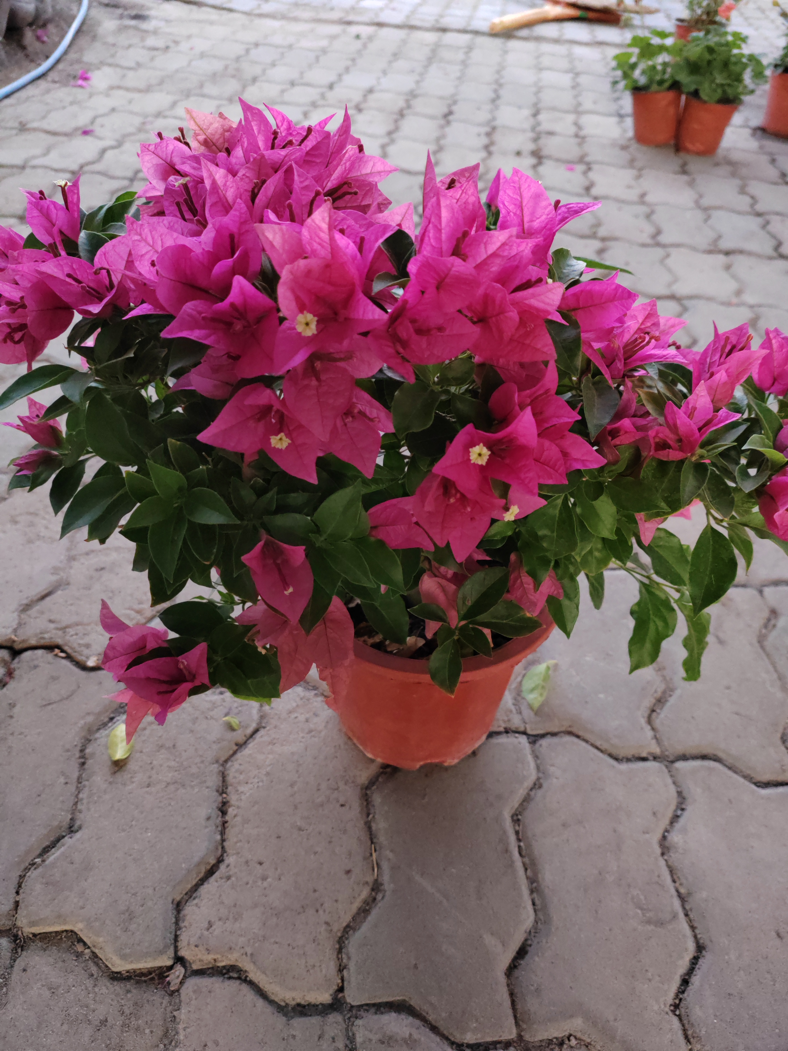 颜脂粉三角梅收藏版