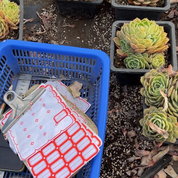 笑*布鲁蓝双头一颗鹿角两颗