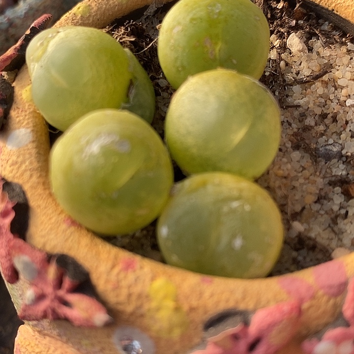 624大拉登有瑕疵1颗。       