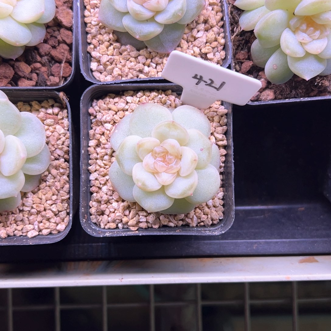 土***了421号风花雪月系列玉瑶