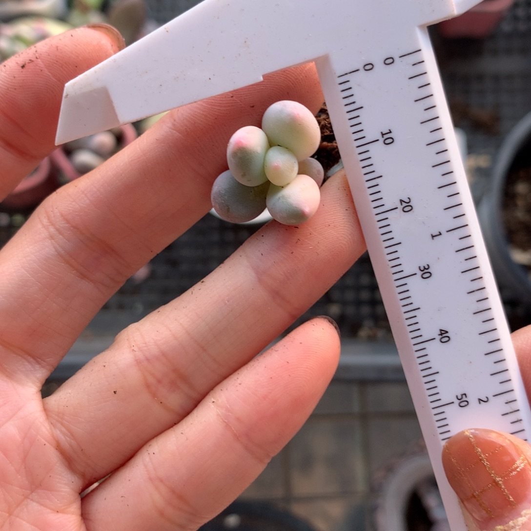 叫***果奶酪锦 还好哈哈哈