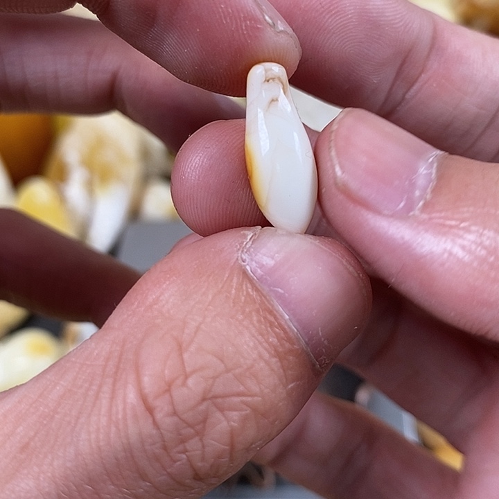 琥珀裸石未镶嵌我