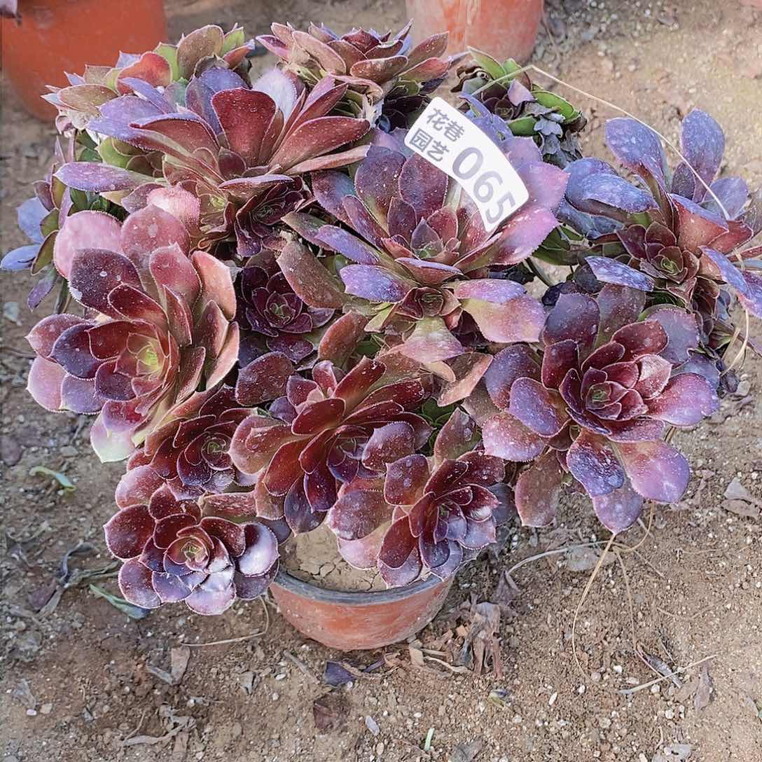 65 号一物一拍多肉植物