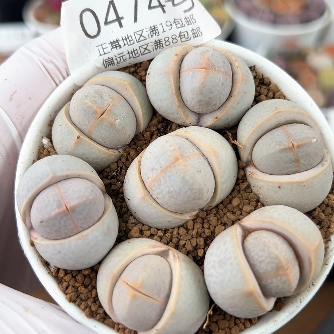  0474四年高尔夫7颗2.6cm左右