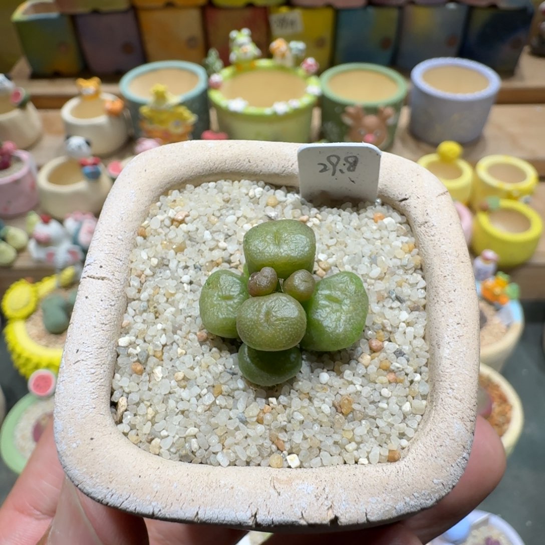 蘑菇1197烧麦多肉植物