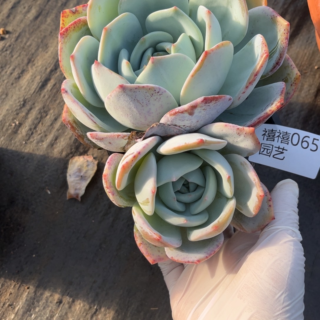 065凤橙多肉植物……