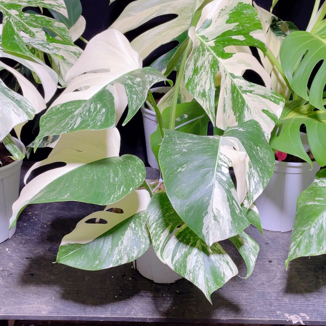 村***贤完全开放66号白龟不包蕉叶和叶损