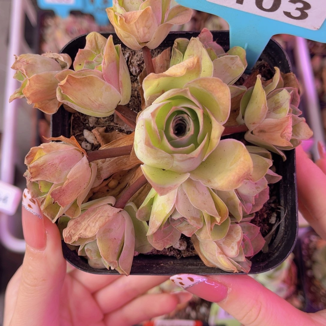 福***窗单品一物一拍103号