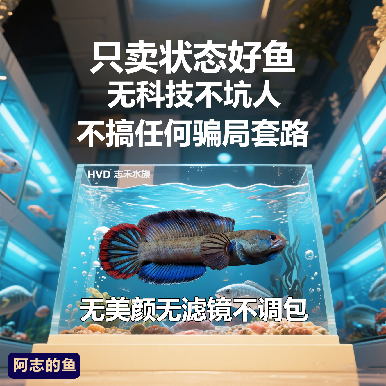 《阿志》选鱼专拍 血斑鬼王雷龙黄金眼镜蛇雷龙奶茶雷龙幻红