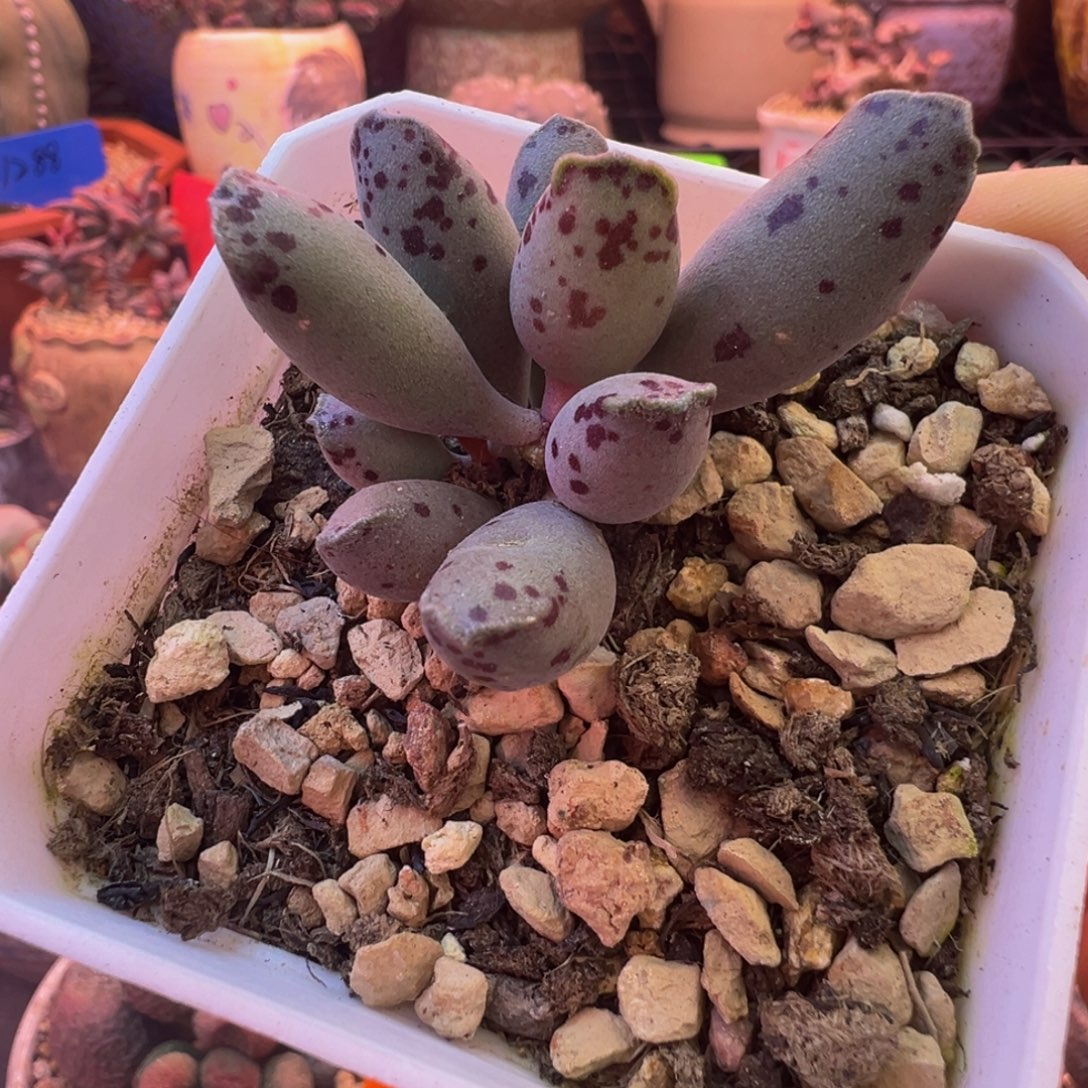 一组自拍，感谢支持