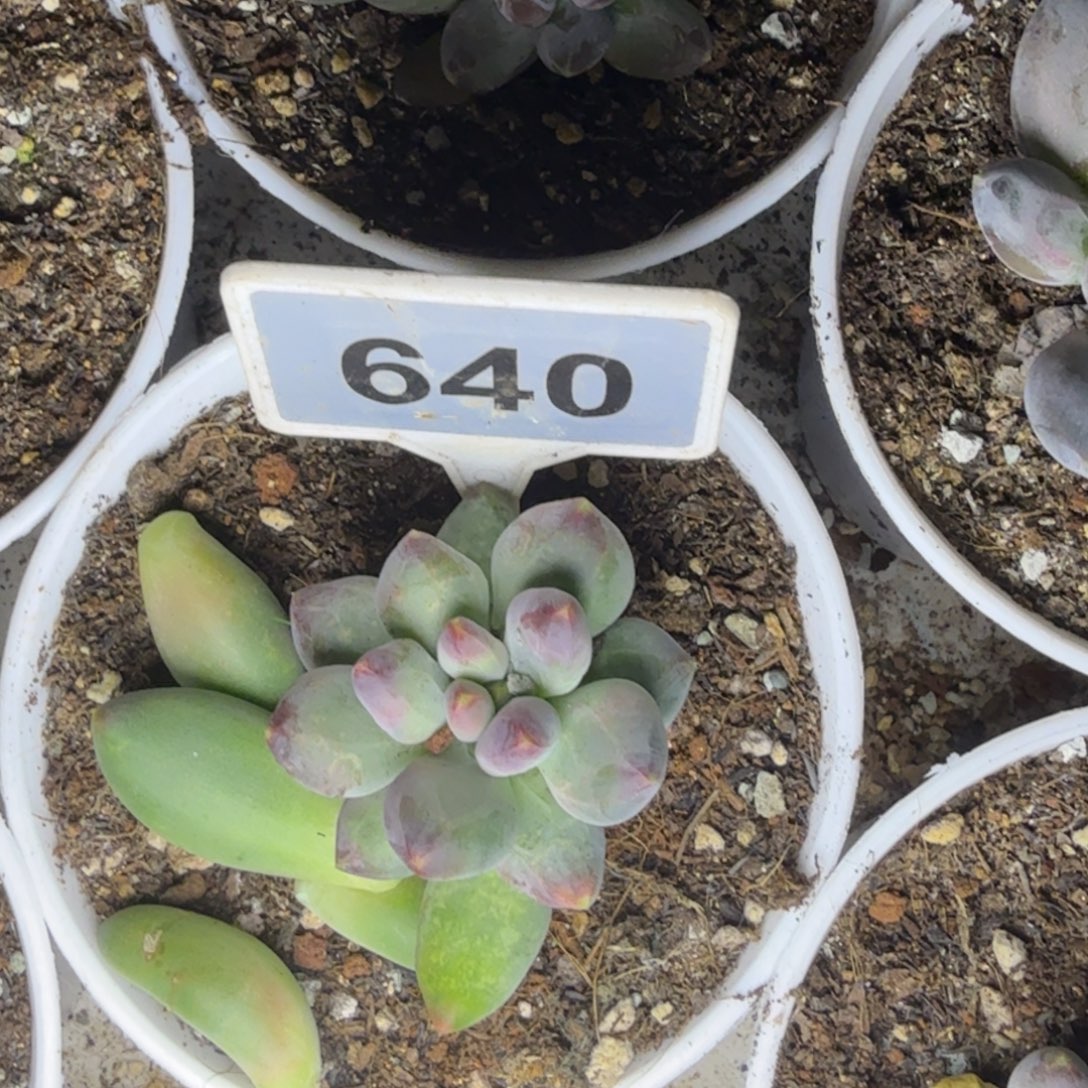 多肉植物x系美人640