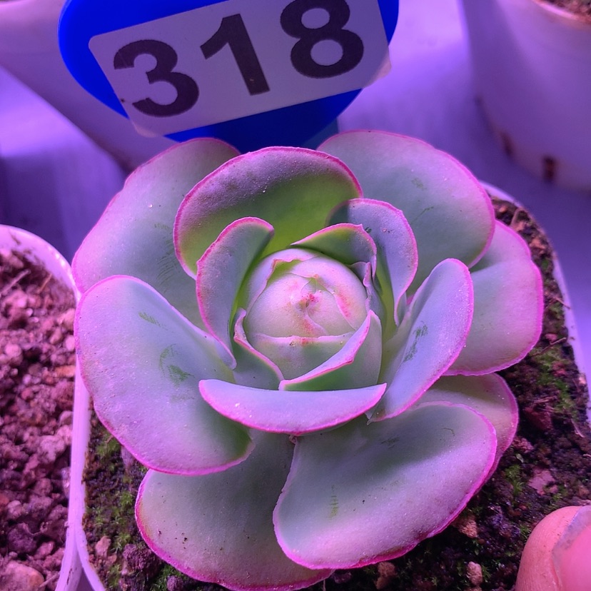 【闪购商品】yjj318