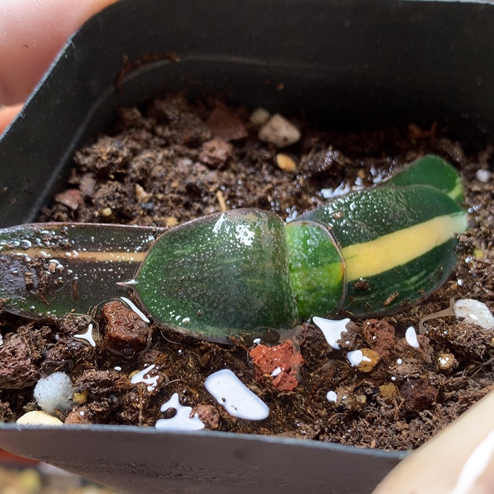 卧牛锦带盆土发货