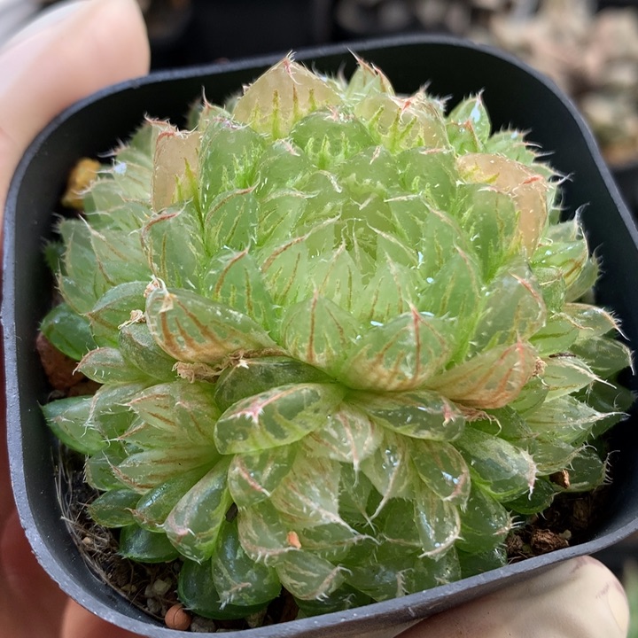 翠云玉露锦带盆土土