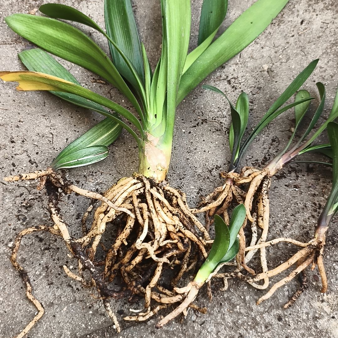 刚***:完全开放盲盒六棵特惠