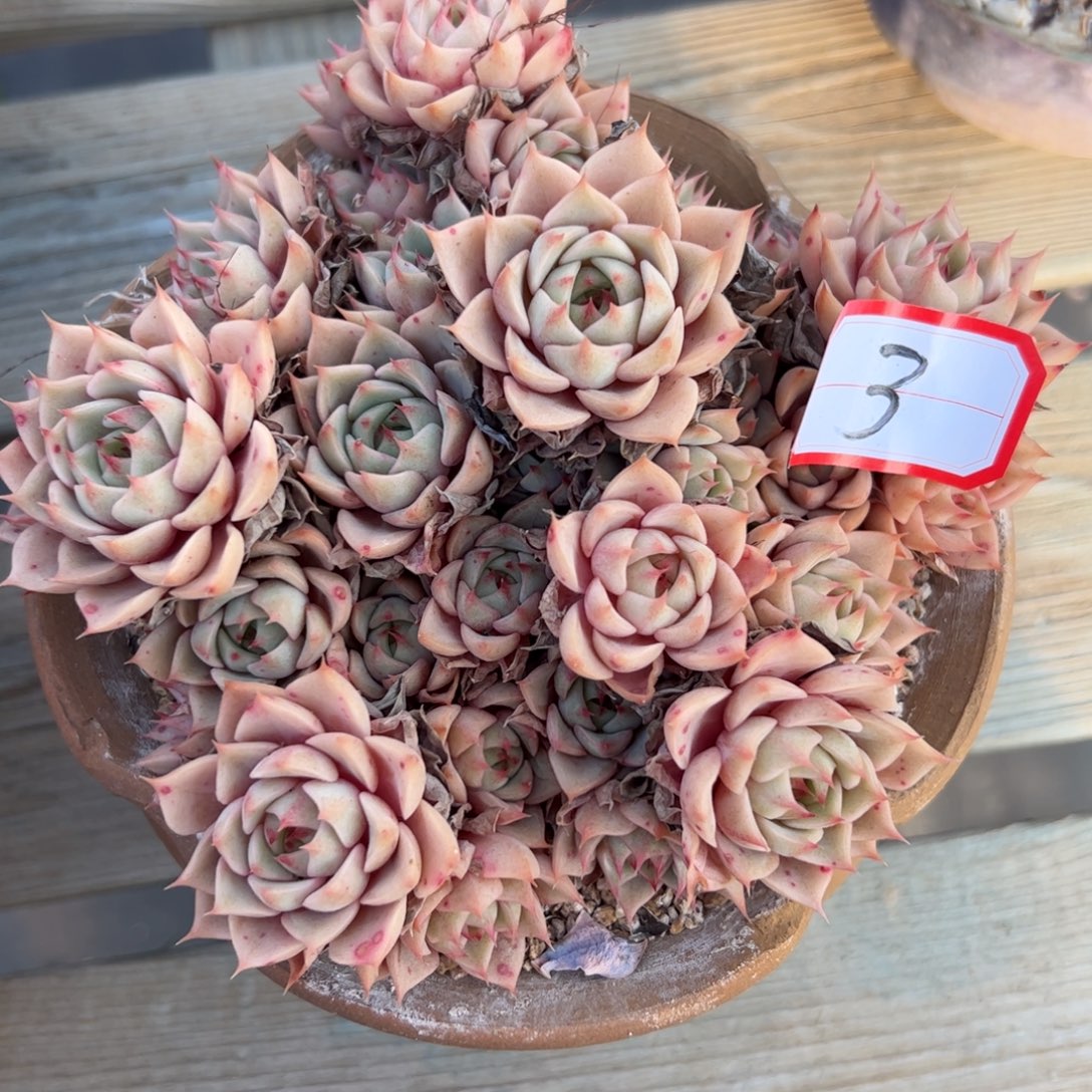 笨吧38 零零多肉植物