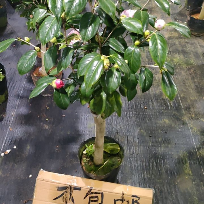 482尼克松，原盆原土发货，不包邮