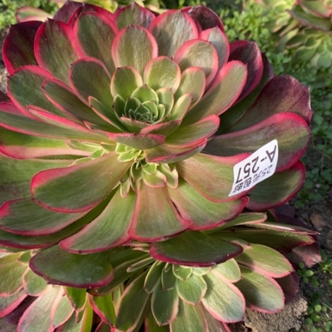 257粉花妖满25包邮多肉