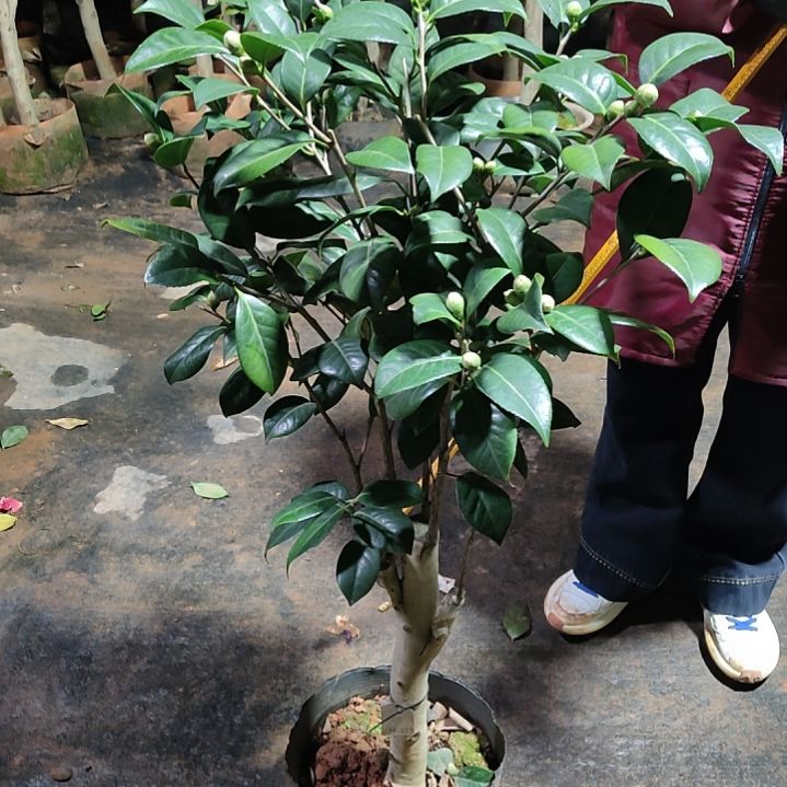 全部花苞拉雀尔不包邮