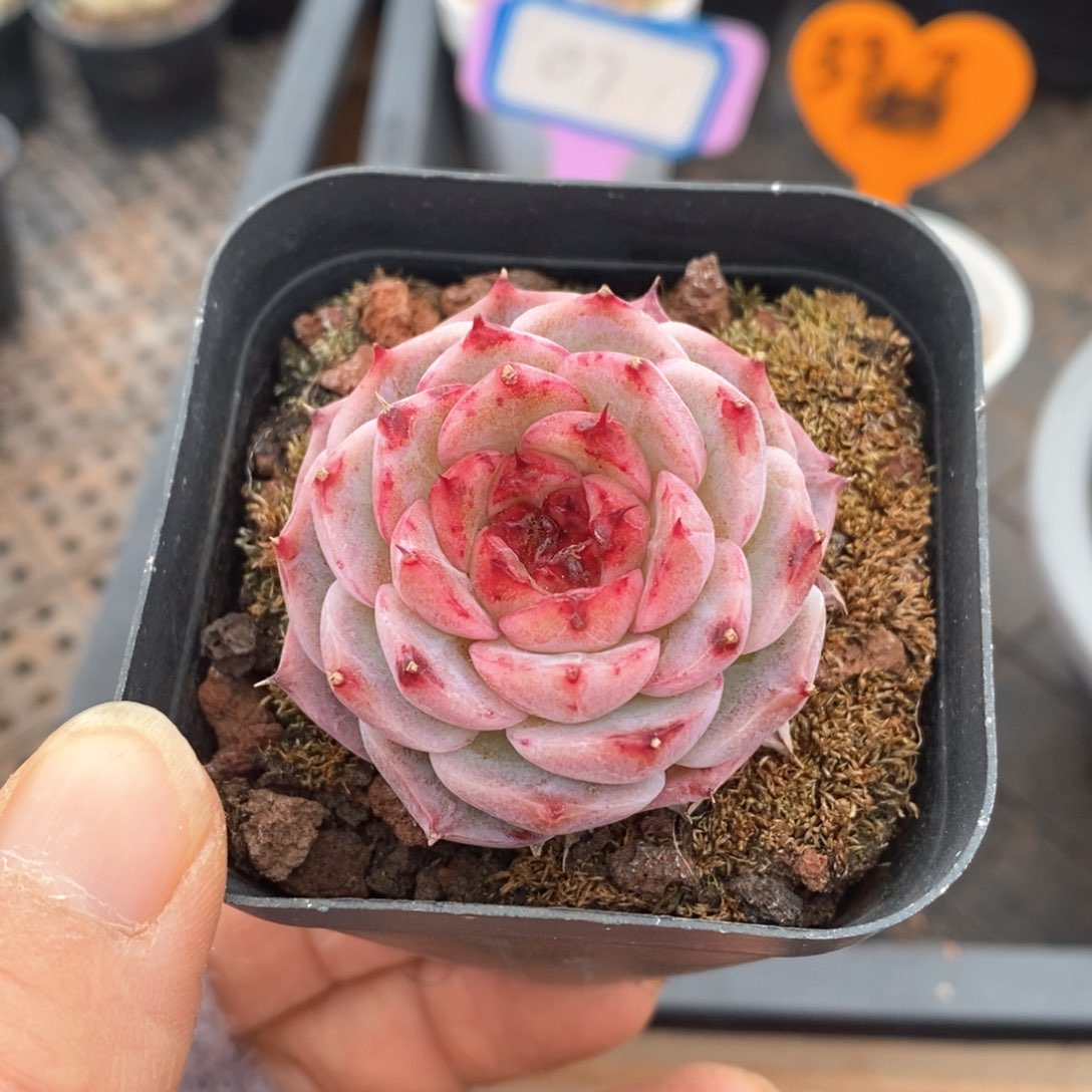 精品多肉一物一拍不包整3