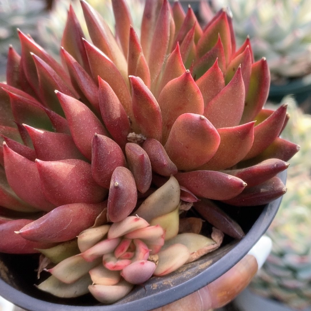 129东云锦锦锦锦锦