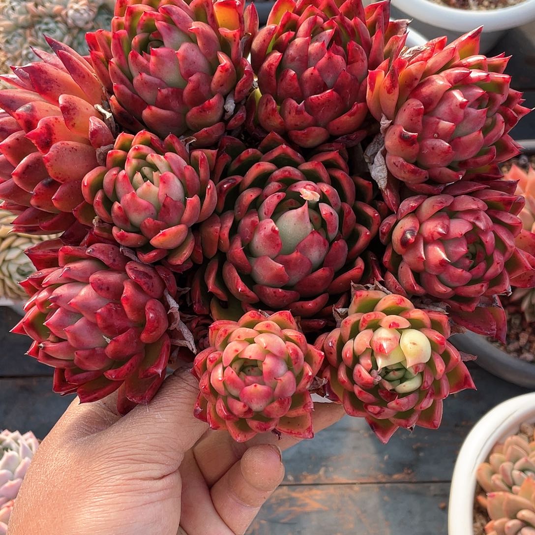 好***多肉植物一物一拍