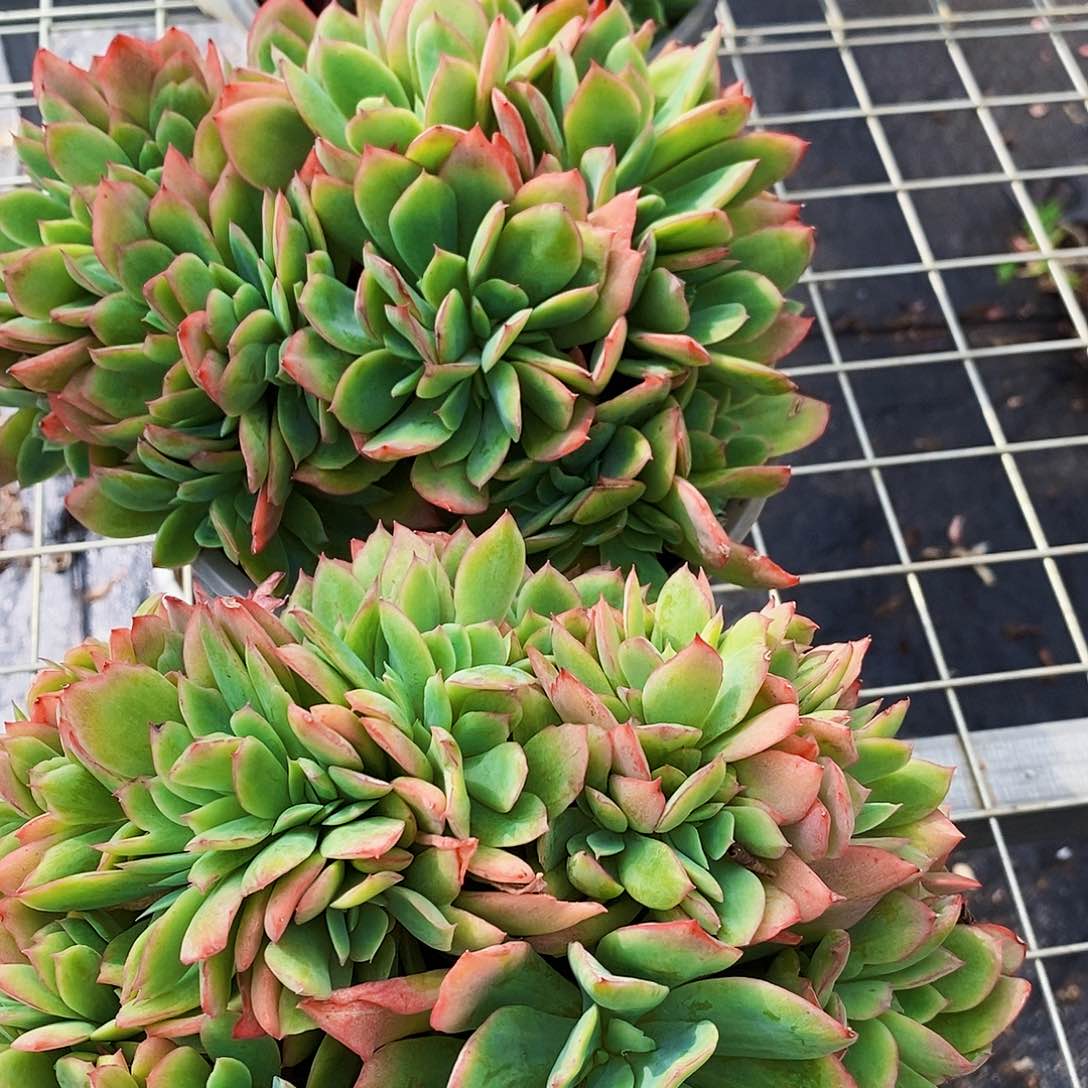 绮罗仙子朵朵缀化