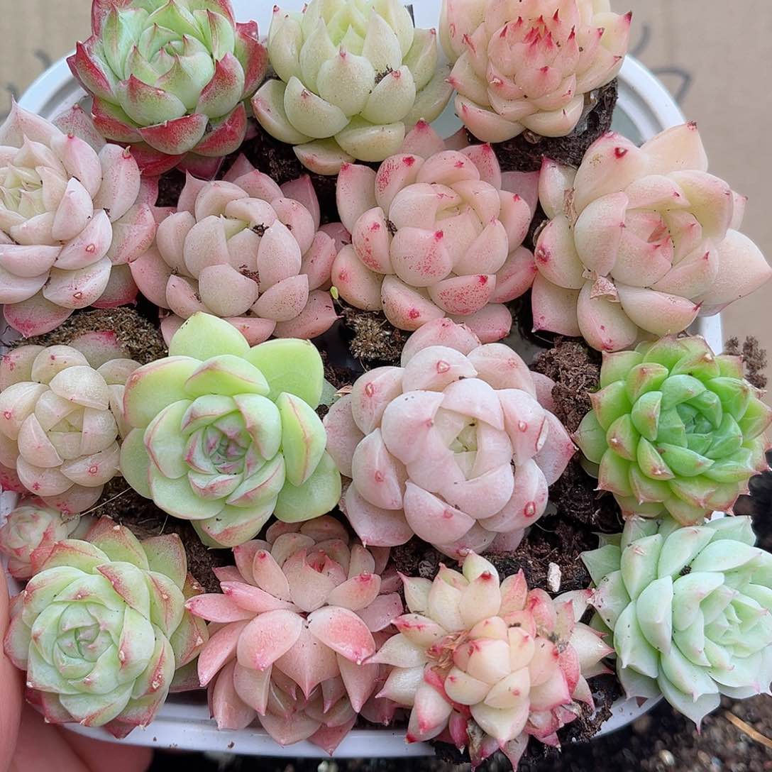 1-64 新疆西藏内蒙不发12.8包邮23公分多肉