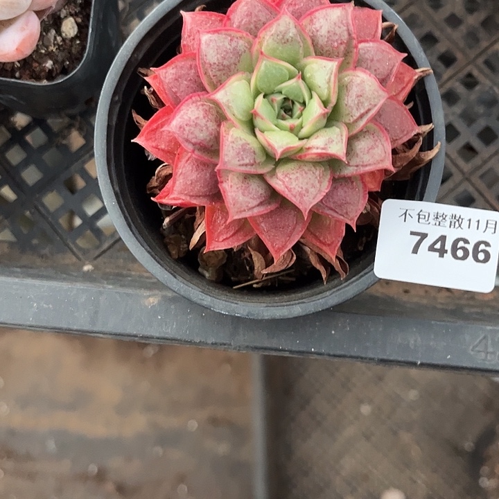 阿雅园艺。         7466