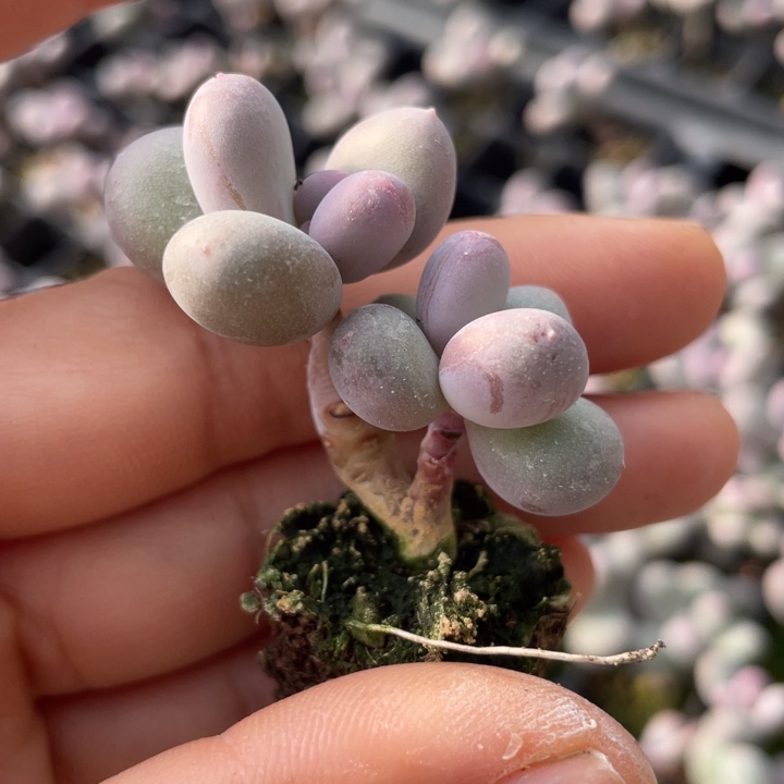 一物一拍满18包邮