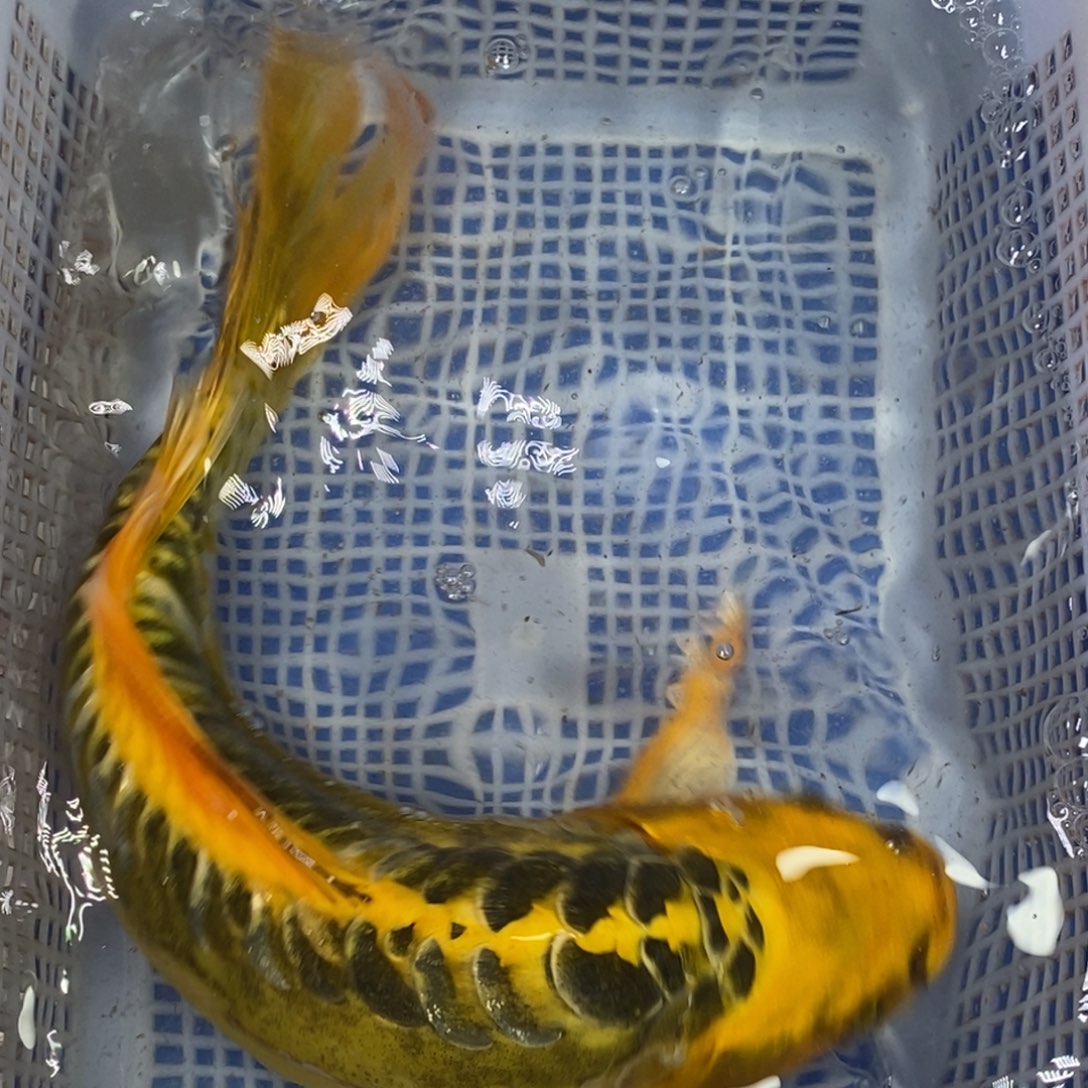 锦鲤冷水锦鲤包邮