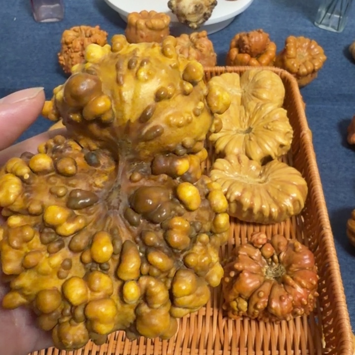 开***心墨西哥七彩疙瘩葫芦瑕疵不退货