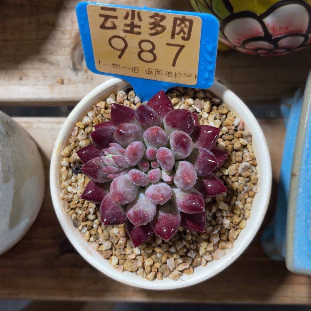 @***寺云尘多肉一物一拍不含盆987