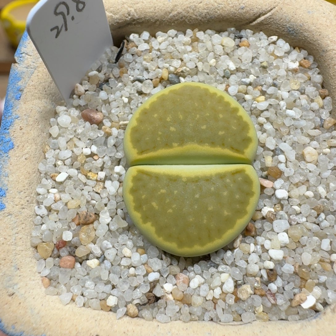 蘑菇1195黄巴厘净多肉植物