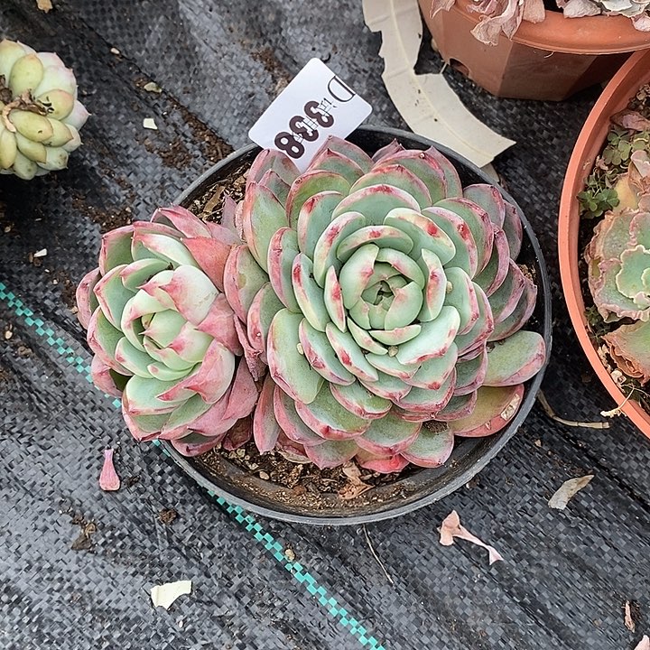 源****338惊鸿多肉植物多肉