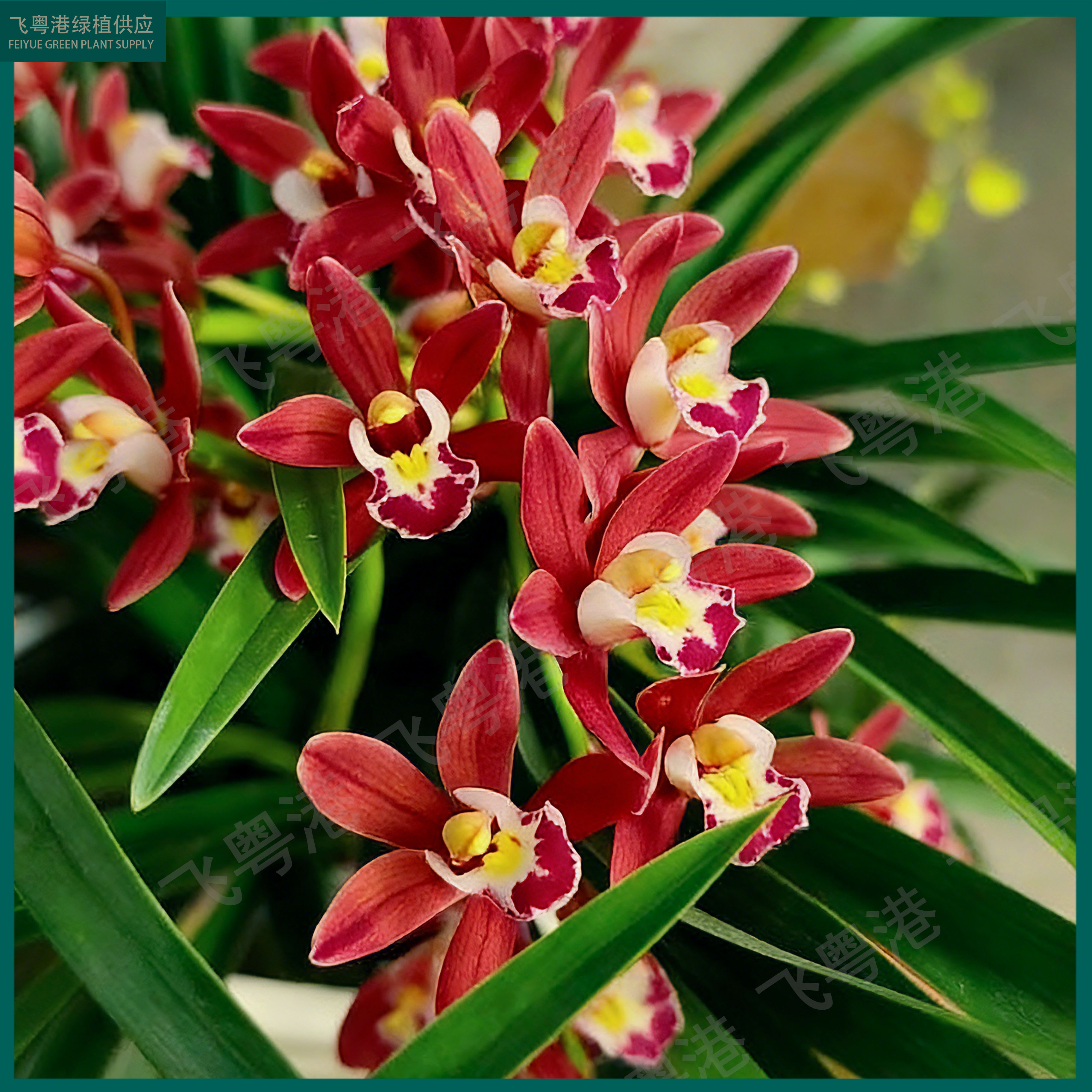 红双喜5-7花剑起带花苞兰花名贵精品花卉基地直发