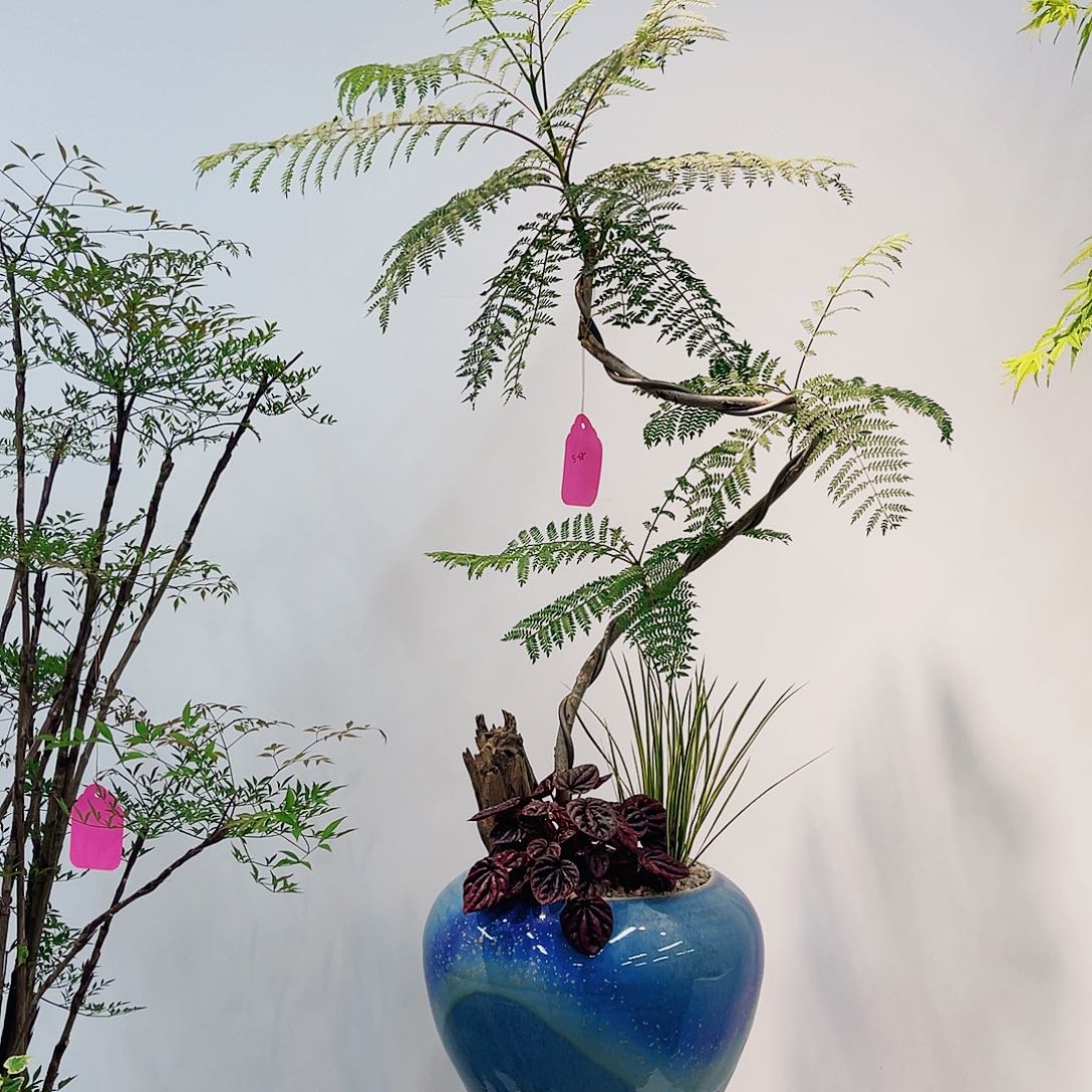 高端绿植一物一拍